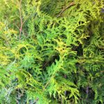 Thuja occidentalis 'Brabant'