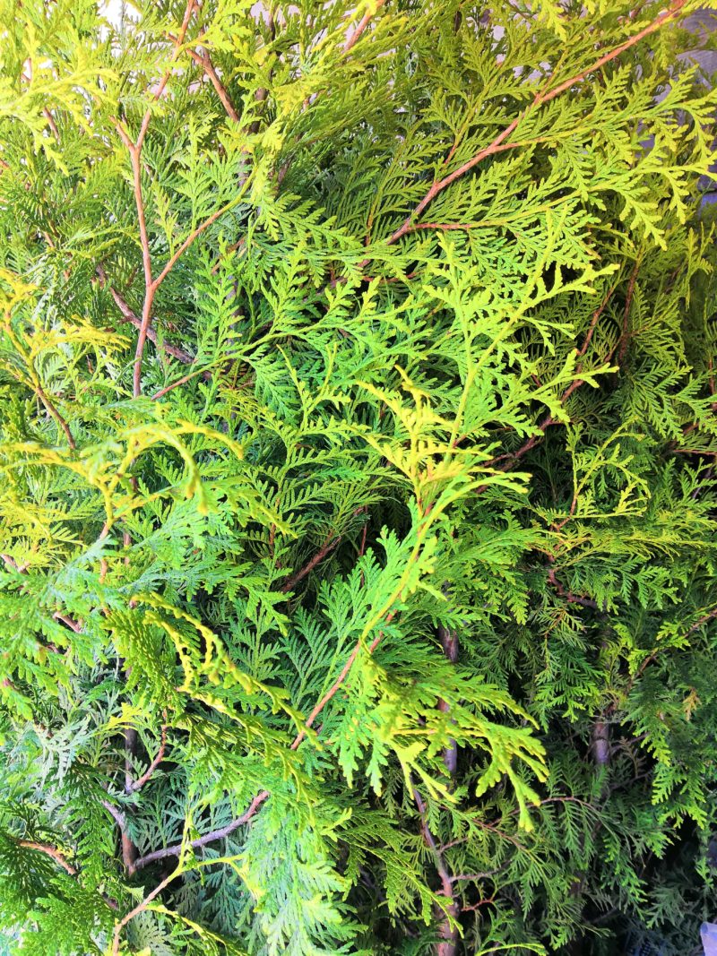 Thuja occidentalis 'Brabant'