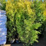 Thuja occidentalis 'Brabant'