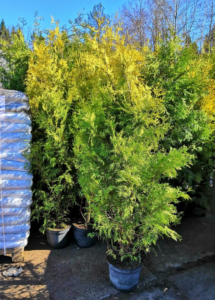 Thuja occidentalis 'Brabant'