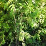 Thuja occidentalis 'Brabant'