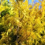 Thuja occidentalis Yellow Ribbon