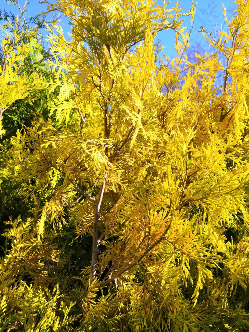 Thuja occidentalis Yellow Ribbon