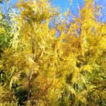 Thuja occidentalis Yellow Ribbon