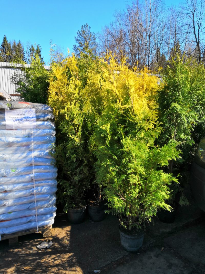 Thuja occidentalis