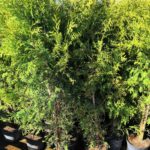Thuja occidentalis 'Brabant'