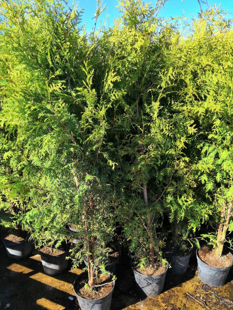 Thuja occidentalis 'Brabant'