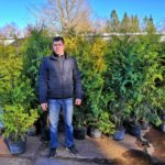 Thuja occidentalis 'Brabant'