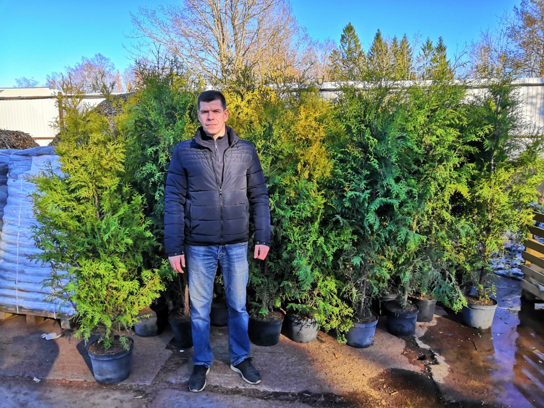 Thuja occidentalis 'Brabant'